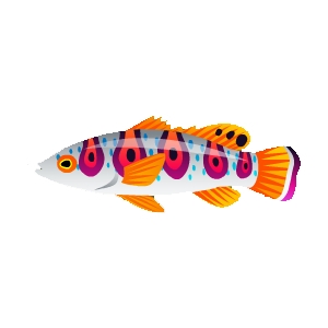 Peacock Basslet